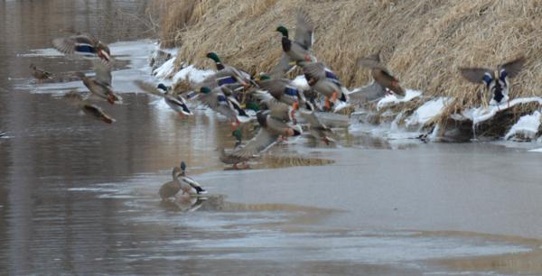 Manitoba Mallards